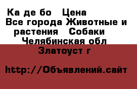 Ка де бо › Цена ­ 25 000 - Все города Животные и растения » Собаки   . Челябинская обл.,Златоуст г.